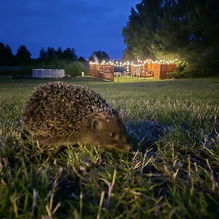 Kaliszowka * Wilnowo